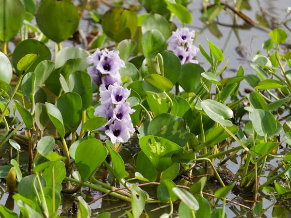 Waterhyacint (Pontederia crassipes)